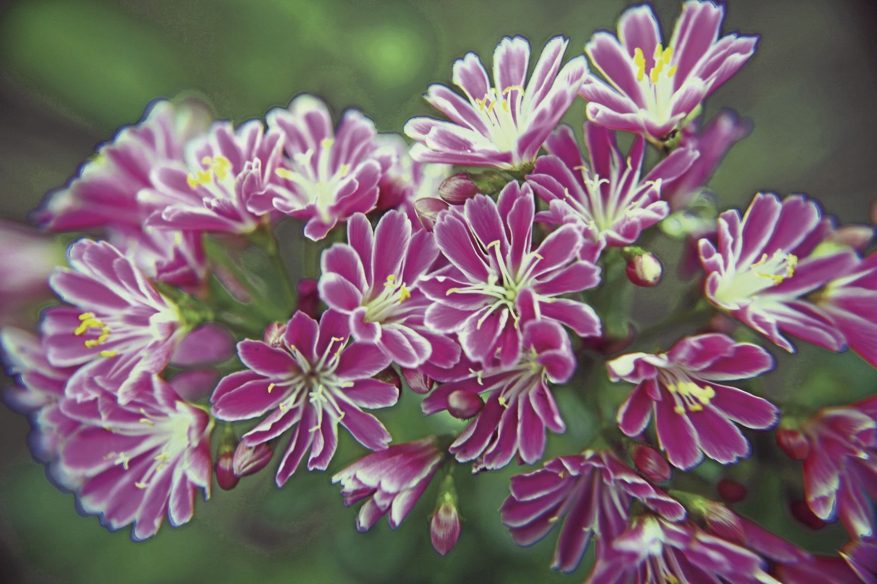 LIFE-HOME-DROUGHT-GARDENING-1-DMT